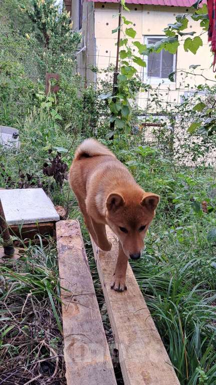 Собаки в других городах Краснодарского края: Очарование сибы Девочка, 70 000 руб. - фото 3