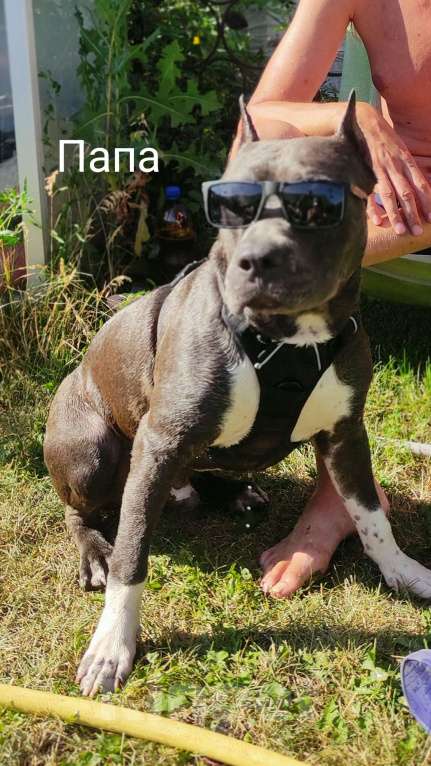 Собаки в Самаре: Американский стаффордширский терьер Девочка, 55 000 руб. - фото 7