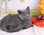 Кошки в Мурином:  Британский котик голубого окраса Мальчик, 35 000 руб. - фото 2