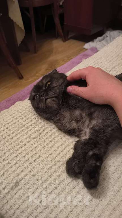 Кошки в Москве: Ласковая старушка Чучундра Девочка, Бесплатно - фото 8