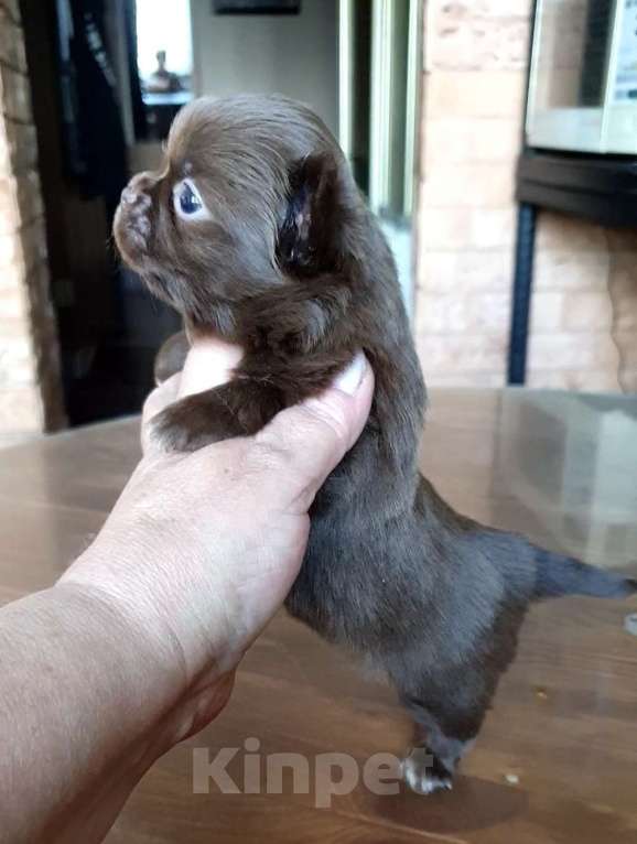 Собаки в Зеленограде: Чихуахуа девочки РКФ  Девочка, 65 000 руб. - фото 4