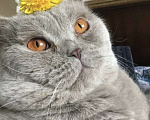 Кошки в Москве: Кот Ричард 6 лет в самые добрые руки!! Мальчик, Бесплатно - фото 3