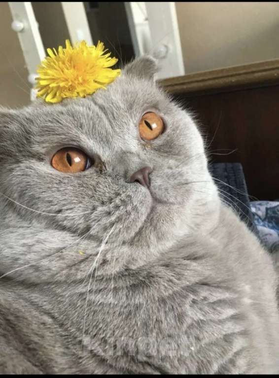 Кошки в Москве: Кот Ричард 6 лет в самые добрые руки!! Мальчик, Бесплатно - фото 3