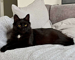Кошки в Москве: Черная кошечка Багира ищет дом  Девочка, Бесплатно - фото 2
