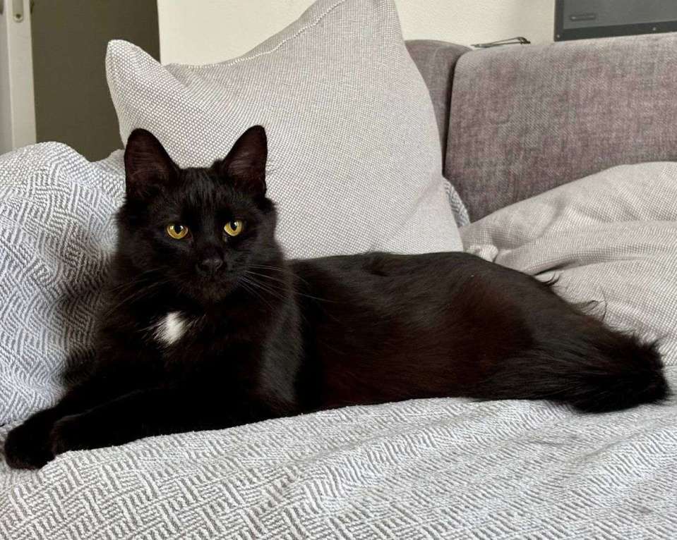 Кошки в Москве: Черная кошечка Багира ищет дом  Девочка, Бесплатно - фото 2