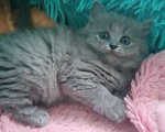 Кошки в Москве: Шотландские котята  Девочка, 10 000 руб. - фото 6