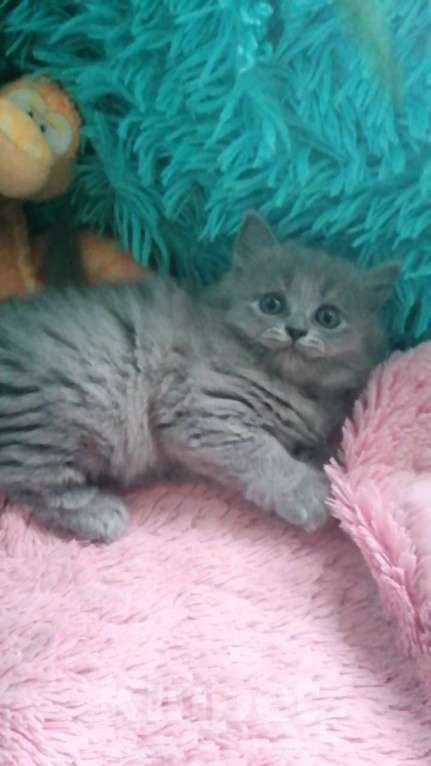 Кошки в Москве: Шотландские котята  Девочка, 10 000 руб. - фото 6