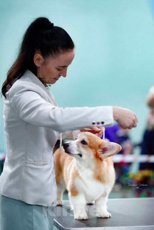 Собаки в Нововоронеже: Щенок вельш-корги пемброк с документами РКФ 5 мес. Мальчик, Бесплатно - фото 1