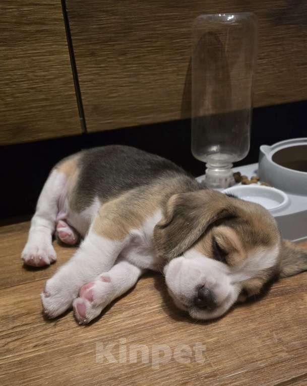 Собаки в Чите: Красная лента Мальчик, 50 000 руб. - фото 6