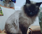 Кошки в Омске: Пропала кошечка Девочка, Бесплатно - фото 1