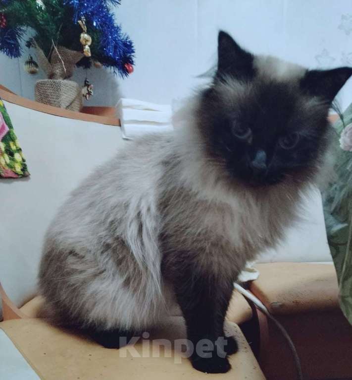 Кошки в Омске: Пропала кошечка Девочка, Бесплатно - фото 1