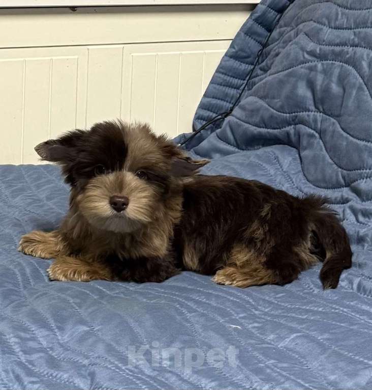Собаки в Жуковском: Очаровательные щенки цветного йорка Мальчик, 25 000 руб. - фото 4