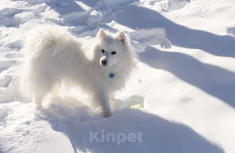 Собаки в Нижневартовске: Японский шпиц 5 лет Мальчик, Бесплатно - фото 1