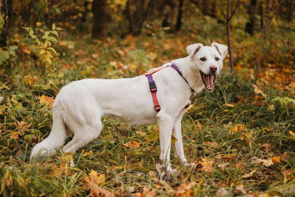 Собаки в Москве: Ума ищет дом Девочка, Бесплатно - фото 6