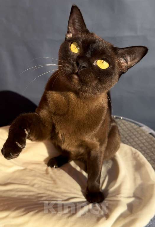 Кошки в Калининграде: Продаю бурманскую кошку Девочка, 15 000 руб. - фото 3