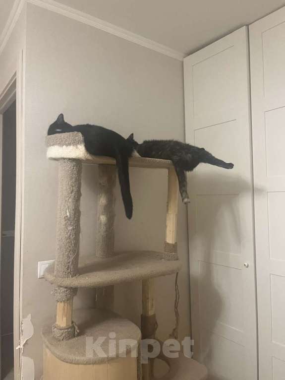 Кошки в Москве: Добрый и ласковый котик Маркиз ищет дом! Мальчик, Бесплатно - фото 3