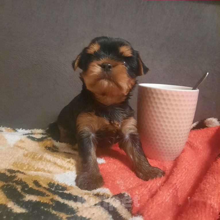 Собаки в Набережных Челнах: Лёлик Мальчик, 50 000 руб. - фото 1