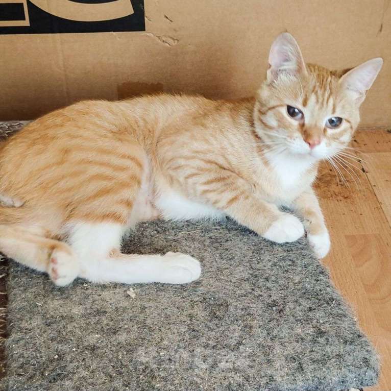 Кошки в Москве: Рыжий котик-подросток в добрые руки  Мальчик, Бесплатно - фото 3