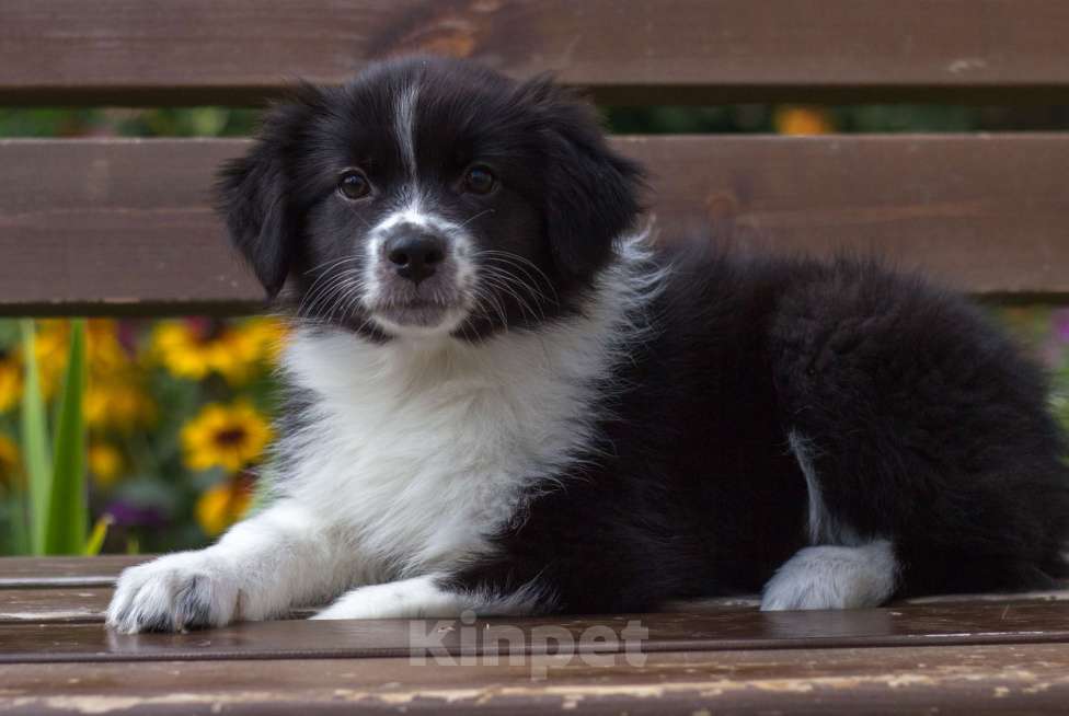 Собаки в Казани: Щеночки австралийской овчарки Мальчик, 50 000 руб. - фото 2