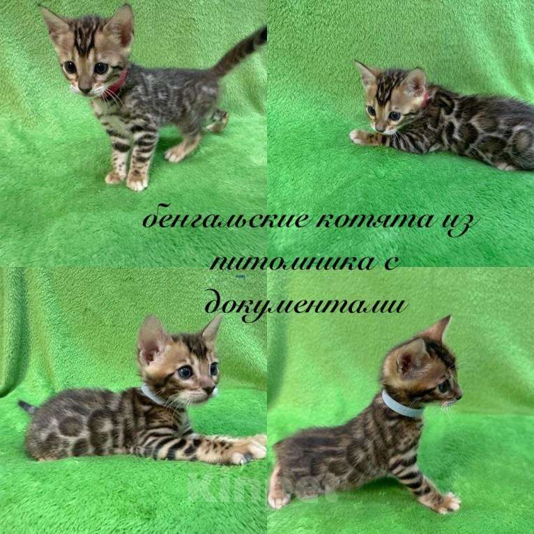 Кошки в Реутове: Бенгальские котята - девочки Девочка, 30 000 руб. - фото 3