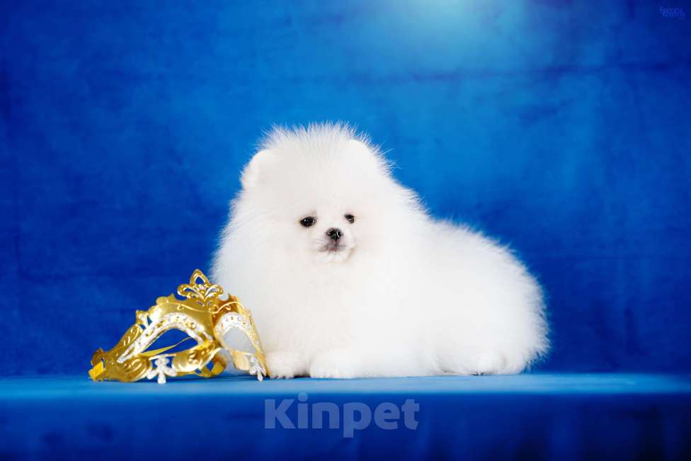 Собаки в Москве: Бело-кремовый мальчик Мальчик, 85 000 руб. - фото 2