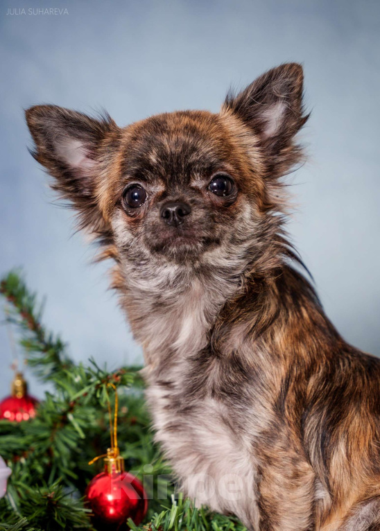 Собаки в Тольятти: Девочка чихуахуа подрощенная длинношерстная тигровая Девочка, 60 000 руб. - фото 4