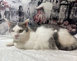 Кошки в Москве: Одноглазый котенок Базилик — никто не хочет взять его домой Мальчик, 1 руб. - фото 1
