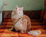 Кошки в Москве: Рыжий котик Мокки с одним глазиком ищет дом.  Мальчик, Бесплатно - фото 3