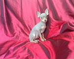 Собаки в Нальчике: Лиловый щенок редкий окрас, 20 000 руб. - фото 2