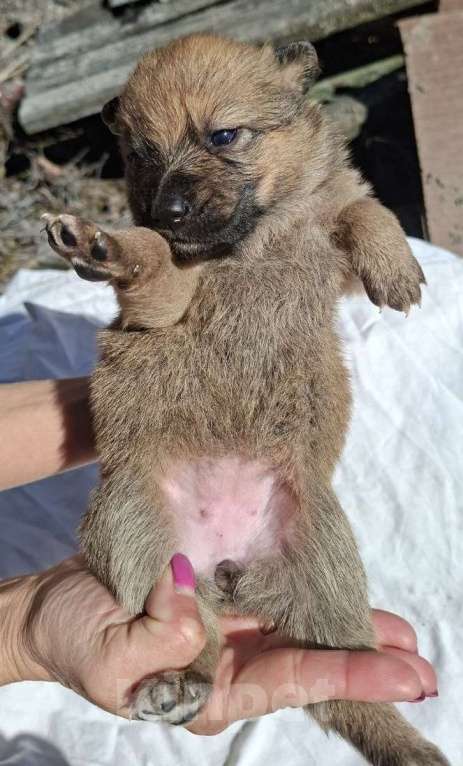 Собаки в других городах Московской области: Спасите щенков Девочка, Бесплатно - фото 1