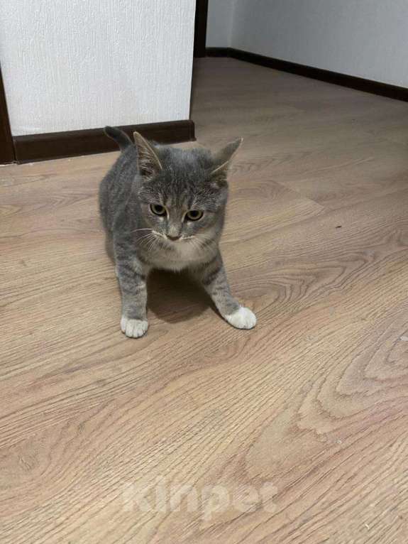 Кошки в Москве: Кошечка Ася в добрые руки Девочка, Бесплатно - фото 3