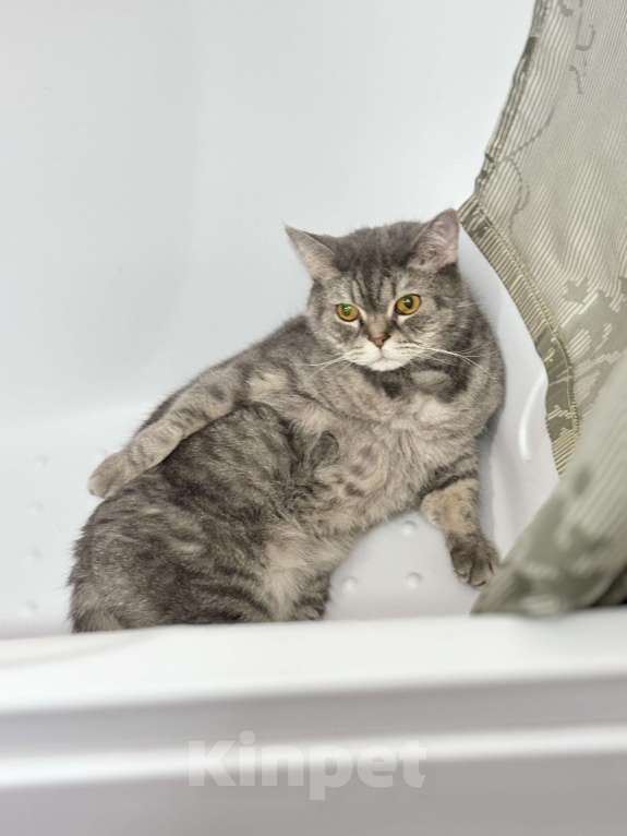 Кошки в Мурином: Отдается кот в добрые руки  Мальчик, Бесплатно - фото 3