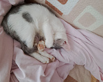 Кошки в других городах Курской области: Коты, кошки и котята В ДОБРЫЕ РУКИ ДАРОМ Разнополые, Бесплатно - фото 3