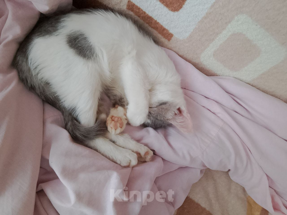 Кошки в других городах Курской области: Коты, кошки и котята В ДОБРЫЕ РУКИ ДАРОМ Разнополые, Бесплатно - фото 3