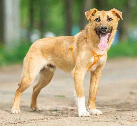 Собаки в Кубинке: Выбери меня! Мальчик, Бесплатно - фото 4