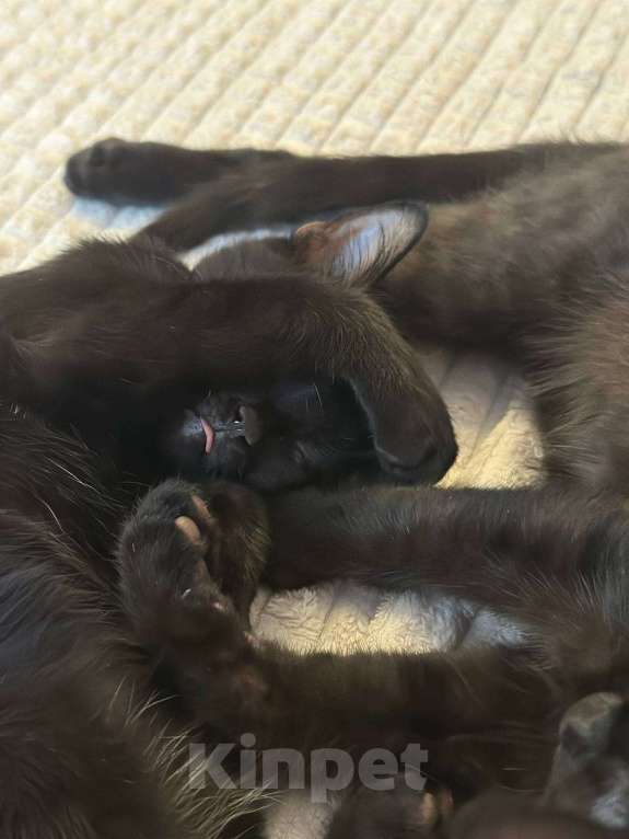 Кошки в Москве: Черная кошка Машуля  Девочка, Бесплатно - фото 4