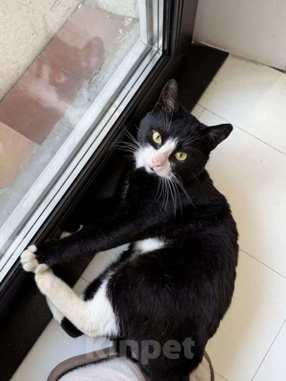 Кошки в Москве: Альпинист- кот оптимиста Мальчик, Бесплатно - фото 3