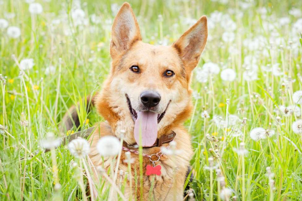 Собаки в Москве: Ласковый мальчишка в добрые руки! Мальчик, Бесплатно - фото 2