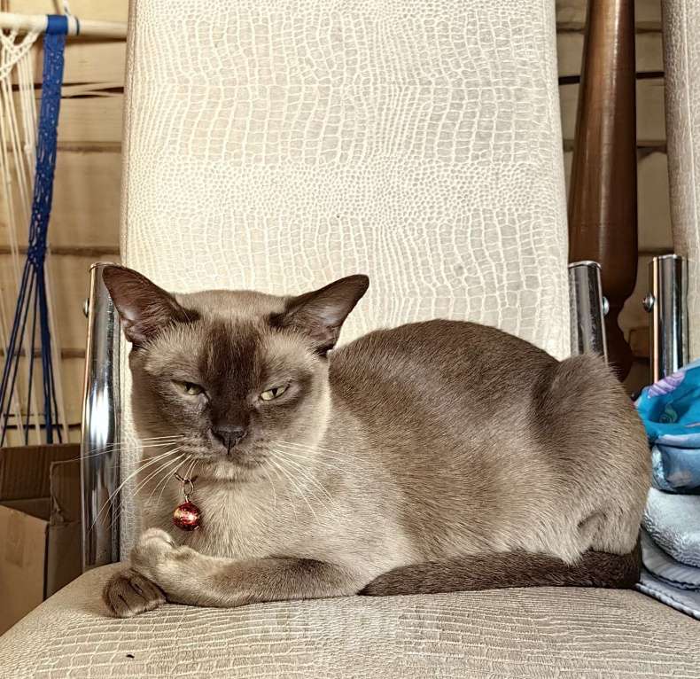 Кошки в Москве: Бурманские котята Девочка, 40 000 руб. - фото 6