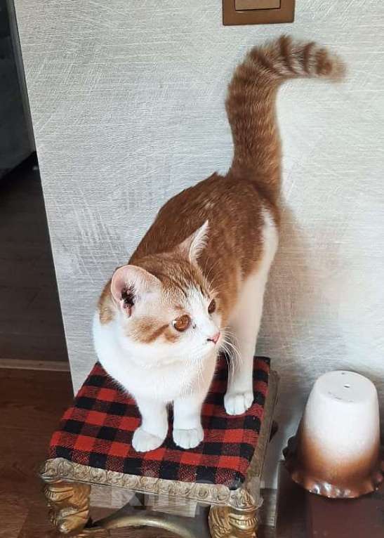 Кошки в Краснодаре: Ищем хозяев кота Мальчик, Бесплатно - фото 2