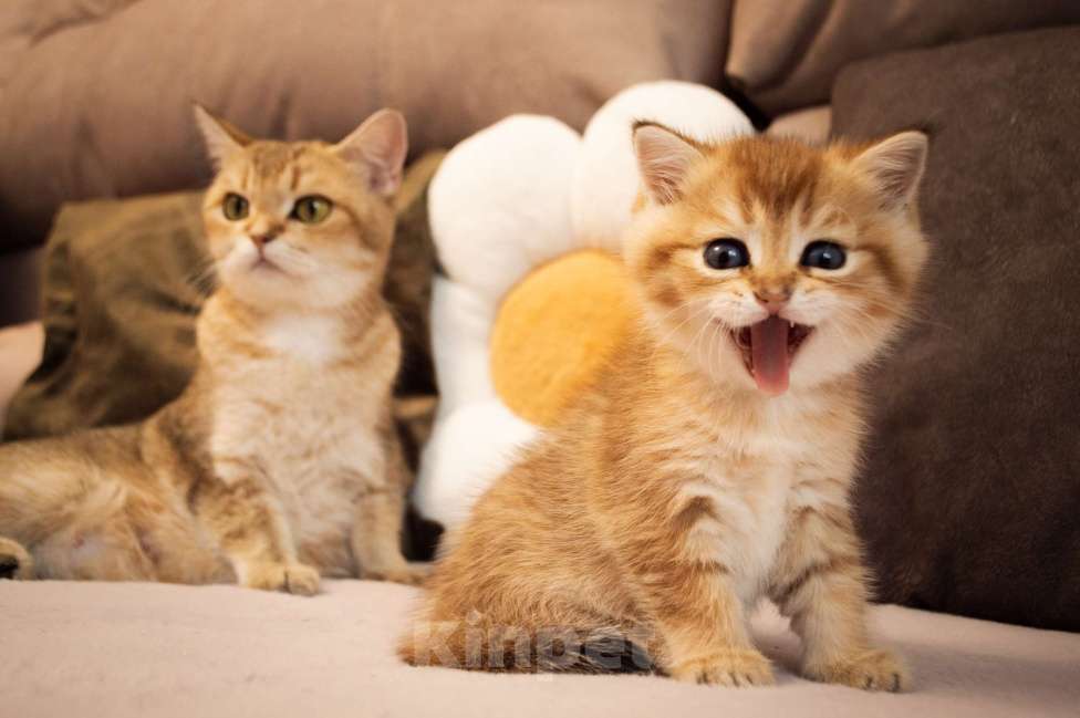 Кошки в Липецке: Шотландец 1 Мальчик, 18 000 руб. - фото 3