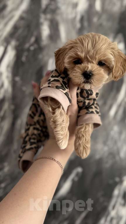 Собаки в Москве: Мальтипу f1  Девочка, 200 000 руб. - фото 3