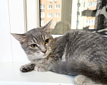 Кошки в Москве: Котенок Фасолька ласковая девочка в добрые руки Девочка, Бесплатно - фото 2