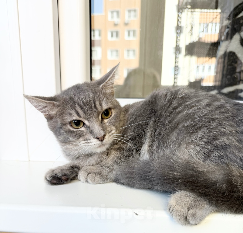 Кошки в Москве: Котенок Фасолька ласковая девочка в добрые руки Девочка, Бесплатно - фото 2