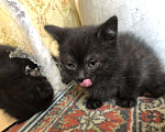 Кошки в Одинцово: Комочек  Девочка, 1 руб. - фото 2