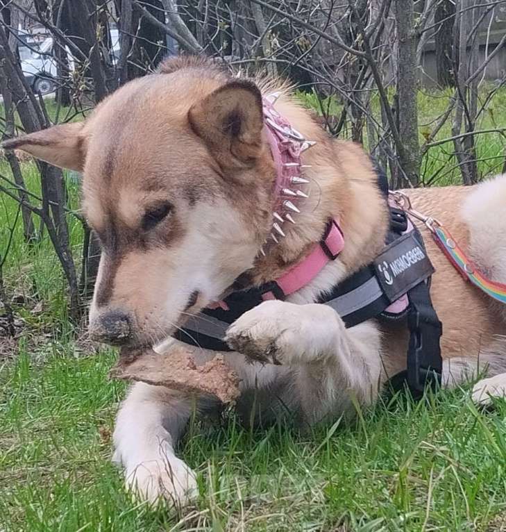 Собаки в Воронеже: Продаются щенки Мальчик, Бесплатно - фото 1