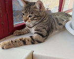 Кошки в Красноярске: НАЙДЕНА КОШКА  Девочка, Бесплатно - фото 4