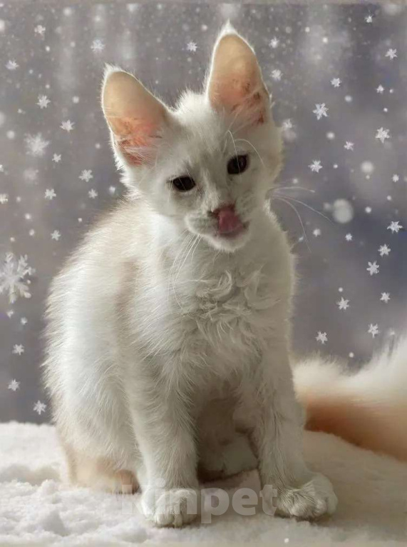 Кошки в Москве: Пушистый ангел для вашего новогоднего настроения Мальчик, 100 000 руб. - фото 1
