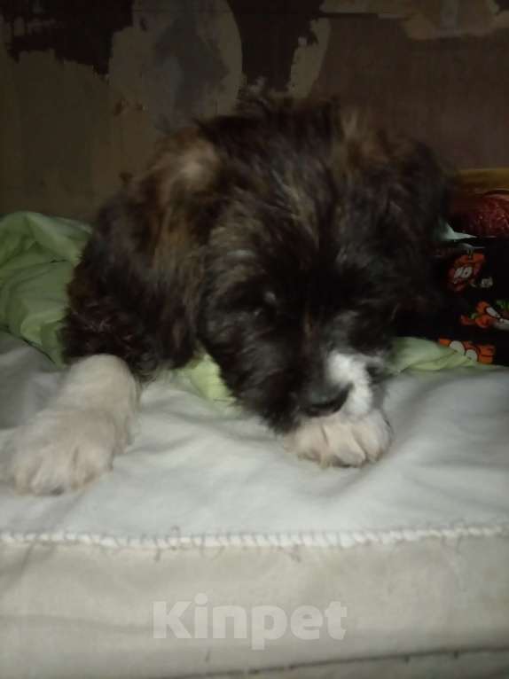 Собаки в Москве: Пухляш Мальчик, 1 руб. - фото 2