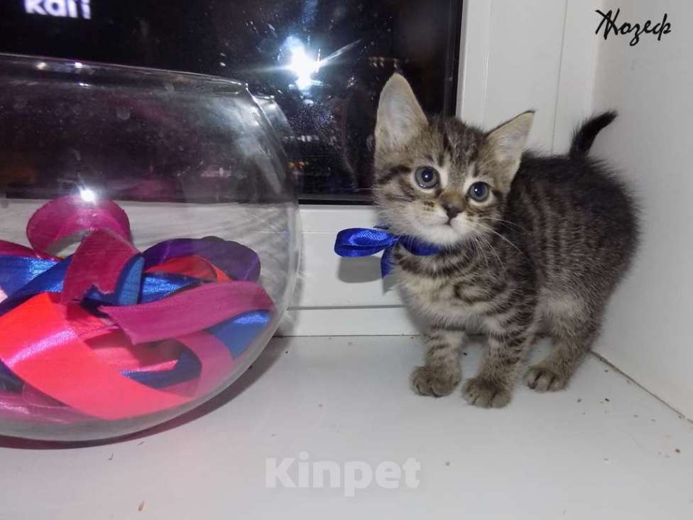 Кошки в Москве: Шотландский короткошерстный прямоухий мальчик Мальчик, 10 000 руб. - фото 4